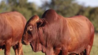 Afrikaner Cattle Beef [upl. by Ronn824]