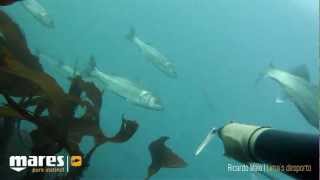 Spearfishing  Kedada Pescasub Valencia 2013 [upl. by Latisha444]