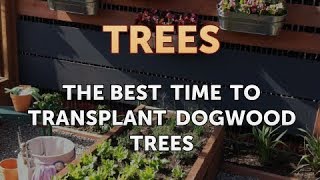 The Best Time to Transplant Dogwood Trees [upl. by Bastian]