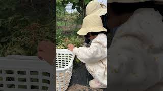 Harvesting peanuts shorts farming food [upl. by Higginbotham]