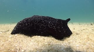 Loads of massive black sea slugsea hare things at Junkyard [upl. by Inus605]