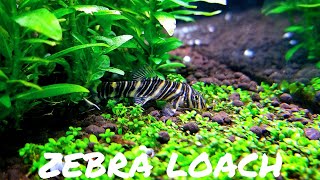 BEGINNER FISH Zebra Loach  Botia striata [upl. by Yve455]