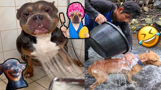 Otros bañando a sus firulais🐕 vs yo bañando a mi firulais 🐕🤣 [upl. by Ylrahc351]