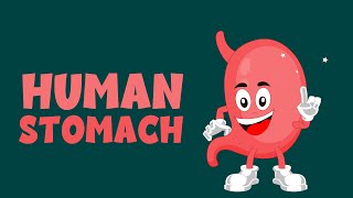 Human Stomach  Anatomy Function Diagram and more  Learning Junction [upl. by Anirtik526]