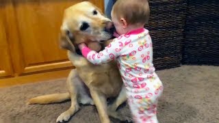 Bébés mignons jouant avec des chiens et des chats [upl. by Ynaffets596]