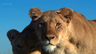 Animals of Africa in HIGH DEFINITION HD Documentary David Attenborough [upl. by Karleen]