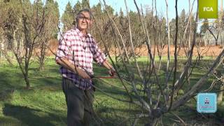 Poda intensiva de la higuera Intensive pruning of fig tree [upl. by Reichert]