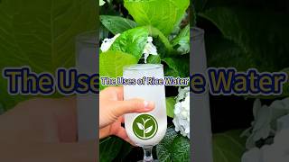 The uses of Rice Water shortvideo garden howto youtubeshorts plants viralvideo soil fruit [upl. by Monahon635]