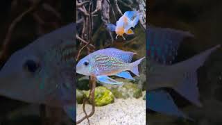 My south american cichlids  Uaru  Geophagus  Severum [upl. by Girish]