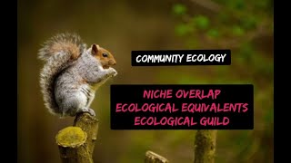 niche overlap  Ecological Equivalents  guild  Ecological Guild Ecology [upl. by Lajes]