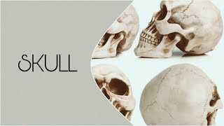 Neuroanatomy SKULL practical ASU 2024 [upl. by Cavil391]