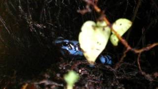 Dendrobates auratus call [upl. by Odnavres723]