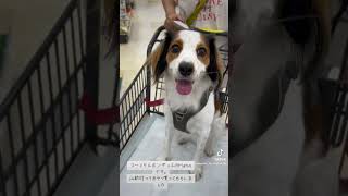 コーイケルホンディエ kooikerhondje コーイケルホンデティエ 大谷翔平 デコピン [upl. by Ahsaetal]