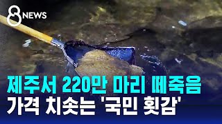 제주서 220만 마리 떼죽음…가격 치솟는 국민 횟감  SBS 8뉴스 [upl. by Barolet]