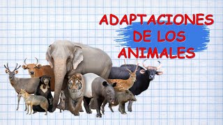 ¿SABES CÓMO SE ADAPTAN LOS ANIMALES A SU HABITAT [upl. by Asirrac]