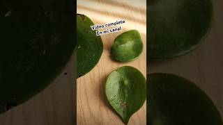 Reproducción de peperomia cucharita por hojas plantas peperomia cucharita propagacionporhojas [upl. by Joceline]