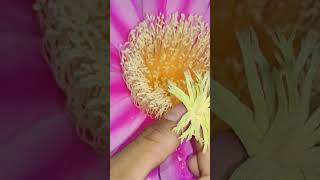 Partes de una Flor de PITAHAYA 😍🌺🌻pitahaya pitaya plantas flores pitahaya [upl. by Aurelea]