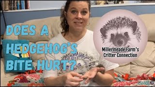 Do hedgehogs bite  Does a hedgehogs bite hurt part two [upl. by Mukund601]