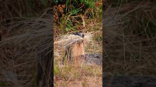 Marmotta si prepara per l’inverno animals mountains wildnature nature wildlife marmotte [upl. by Karoline958]