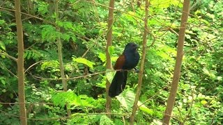 The RedEyed Greater Coucals Eerie Call  Pattaya Thailand [upl. by Winter895]