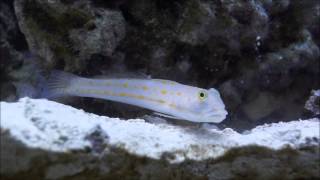 Diamond Watchman Goby Sifting Sand [upl. by Ute]