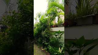 house plant ☘️youtubeshorts nature gardening shortsyoutube house [upl. by Tasha]