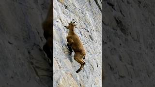 IBEX Nature’s GravityDefying Animal [upl. by Anos]