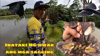 Biglang pag hahapay ng SAGGING nilusob ang ating sagingan ng mga uwakpagharvest ng guyabano [upl. by Ettenahs]