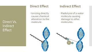 Effects of Radiation on Cells [upl. by Enorej]