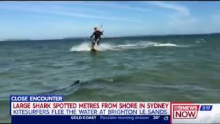 Shark and Kitesurfer Brighton Le Sands Adam Cartmer My video on News [upl. by Rebecca]