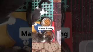 Moto dan monet cat catlover kucingimut kucing kucinglucu anakkucing kitten cute [upl. by Esom]