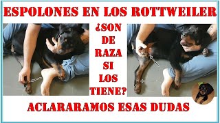 ESPOLONES EN LOS ROTTWEILER ¿Son de raza si los tiene quotJUNIOR THE ROTTWEILERquot [upl. by Lugo]