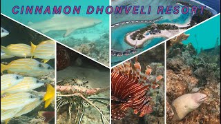 Snorkeling in Cinnamon Dhonveli Resort Maldives  HD Quality video [upl. by Raseta]