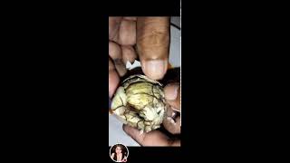 Balut egg embryo well known exotic food I Most of the Philippines viral asmr trending [upl. by Anaugahs]