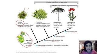 Cladograma Vegetal e Briófitas [upl. by Bilak]