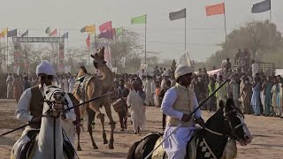 Camel and Horse Dance by Livestock Department cameldance horsedance camel horse entertainment [upl. by Ahsiyk]