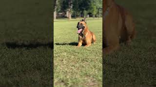 Big boy rolo doing some obedience k9protection policeanimal k9s policedog [upl. by Penhall]