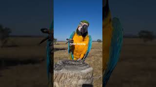 Macaw parrot parrot talkingparrot [upl. by Essex]