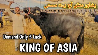 Saturday Peshawar Mandi Ke rates Bohot Achay  King Of Asia 5 Lack ka bohot sasta Cow mandi 2024 [upl. by Meedan]