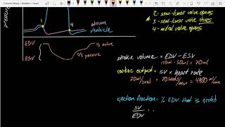 Bio 265 Regulation of Cardiac Function Part 1 Extrinsic [upl. by Buchheim]