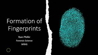 Formation of Fingerprints [upl. by Enyt]