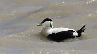 Eider Duck [upl. by Bernardine473]