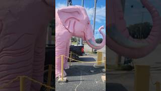 PINK ELEPHANT STATUE elephant pinkelephant guthrie kentucky pinkie liquorstore [upl. by Lednor185]