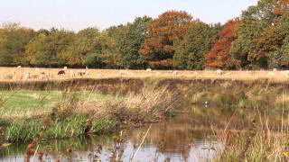 Drentsche Aa  Drenthe  muziek Stef Bos [upl. by Gaspard]