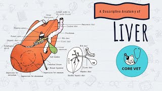 Anatomical Description Of LiverCattle  Splanchnology  Veterinary Anatomy [upl. by Ahtabat]