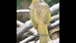 Discover the Yellow Throated Bulbul Indias Hidden Gem [upl. by Filmore]