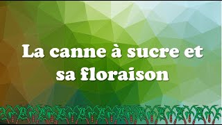 La canne à sucre et sa floraison 🌾 [upl. by Ellerret282]