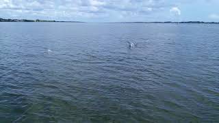 Good Natured River Tours  Dolphins in Melbourne FL [upl. by Ramsey]