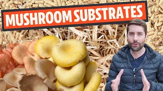 Understanding Mushroom Substrates What Do Mushrooms Grow On [upl. by Virgin558]