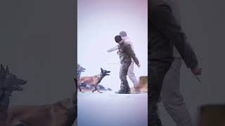 dogs k9protection doglover germanshepherd k9 dog dogtraining k9handler military shortvideo [upl. by Enilra]